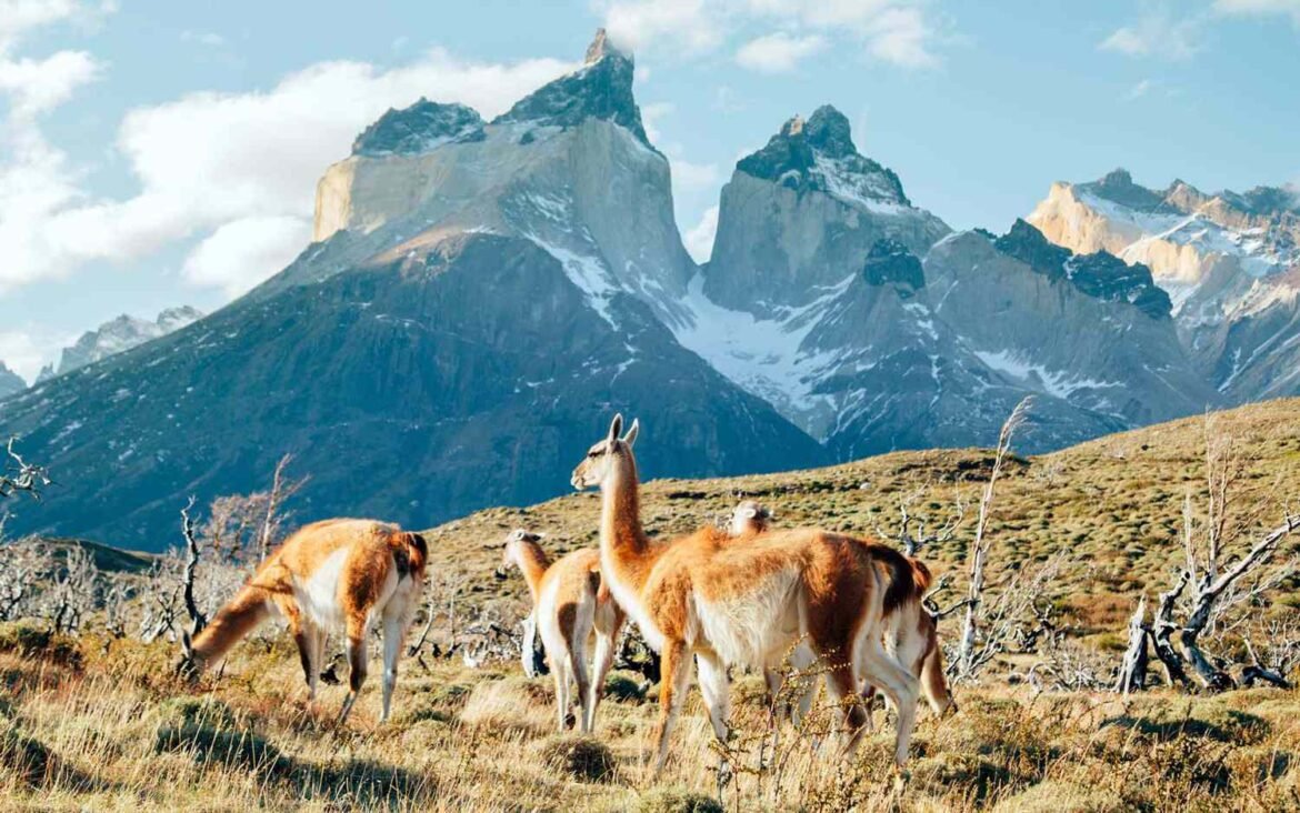 5 Day Patagonia Itinerary - Explore Breathtaking Landscapes & Wildlife